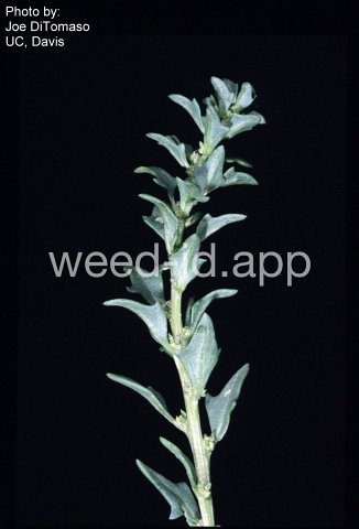 povertyweed, Nuttall